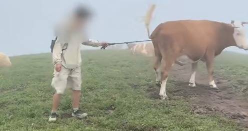 道正网配资 多名游客五台山徒步逗牛遭踩踏，景区回应：有人拿登山杆敲牛屁股，个人素质问题