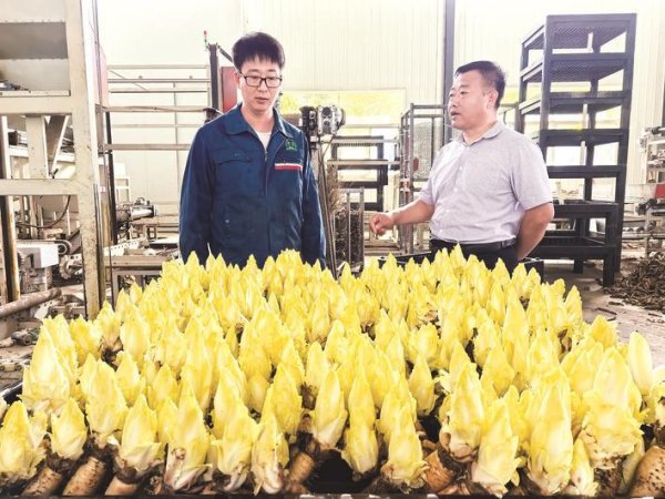 汇盈策略 霸州 小菊苣成“金疙瘩”